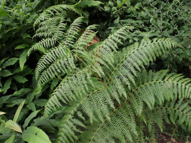 Fern picture