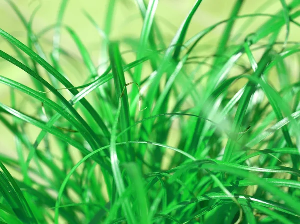 Gräs äng ogräs — Stockfoto