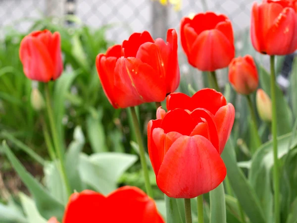 Tulip picture — Stock Photo, Image
