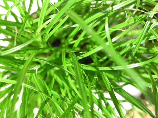 Трава луг бур'ян — стокове фото