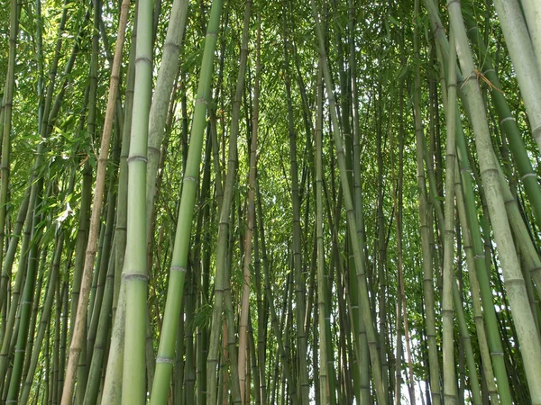 Imagen de bambú — Foto de Stock