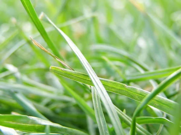 Trawa łąka chwastów — Zdjęcie stockowe