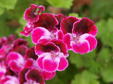 Geranium clipart