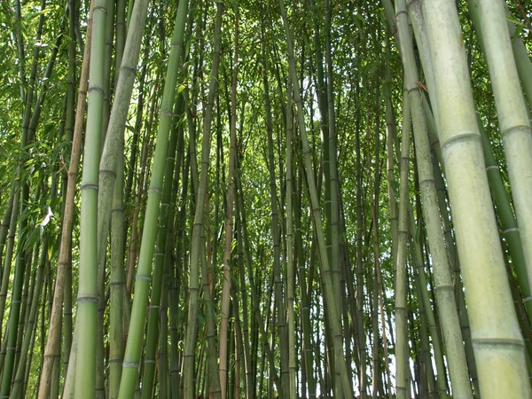 Imagen de bambú — Foto de Stock