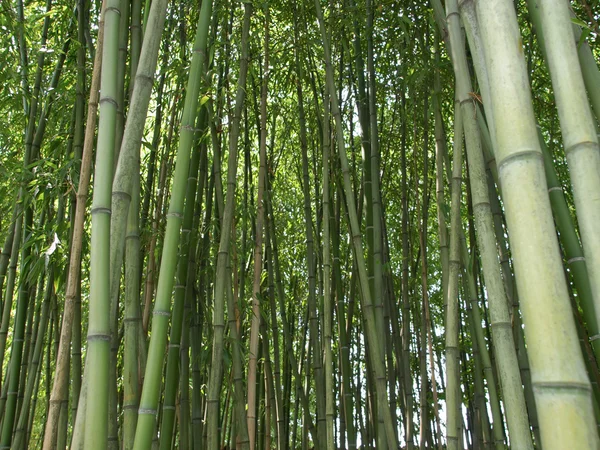 stock image Bamboo picture