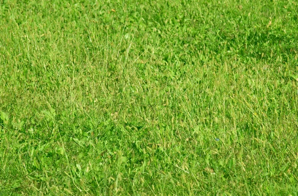 草の牧草地 — ストック写真