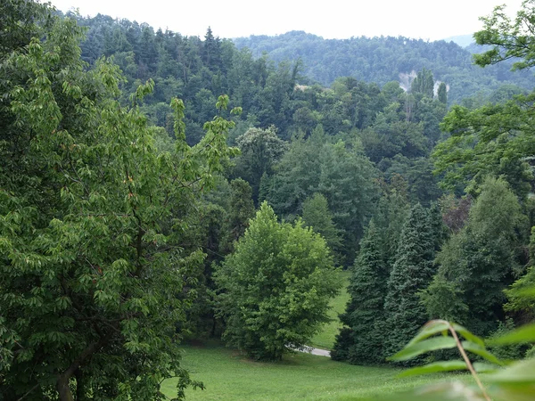 Bomen op een heuvel — Stockfoto