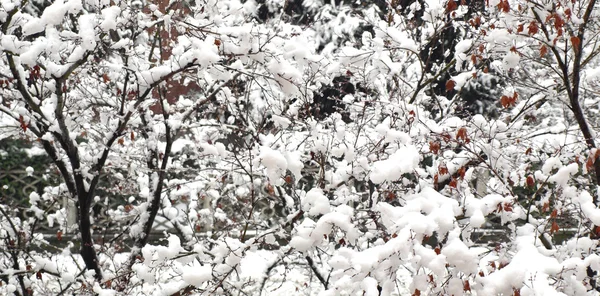 雪の画像 — ストック写真