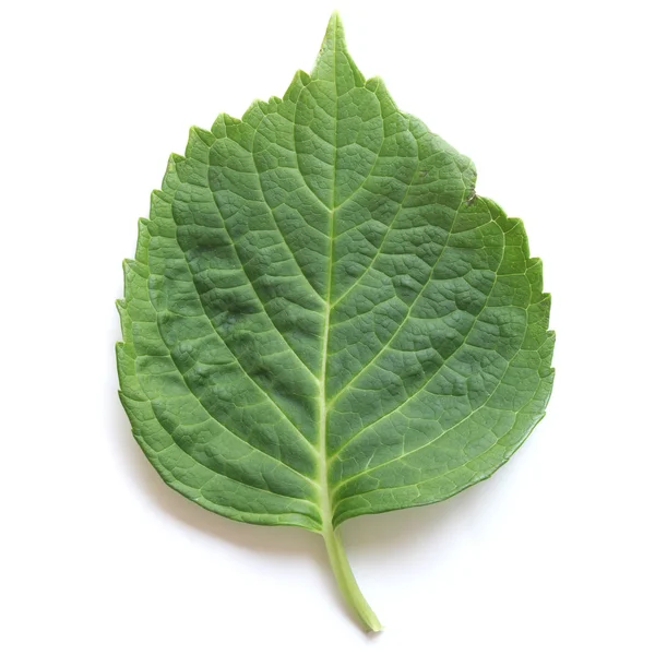 Leaf picture — Stock Photo, Image