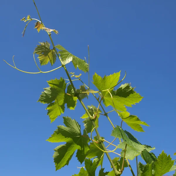 Grapevine vitis — Stockfoto
