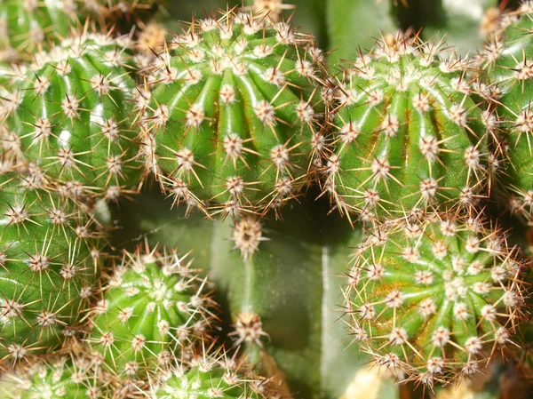 Kaktusz-kép — Stock Fotó