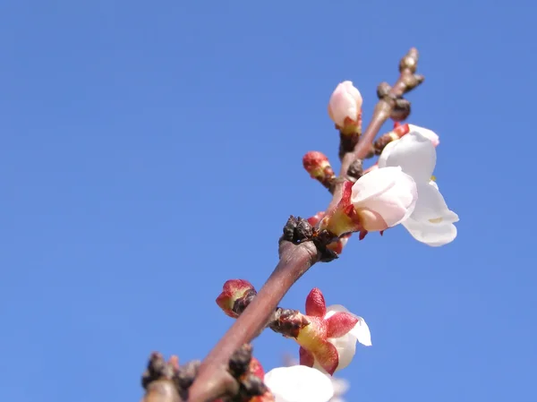 Buah pohon bunga — Stok Foto