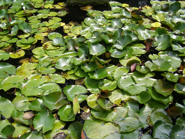 Water lily Nimphaea — Stockfoto