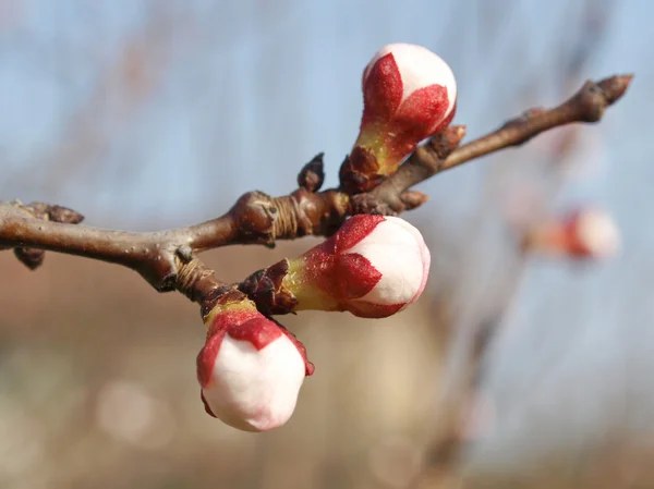 Pfirsichbaumblüte — Stockfoto