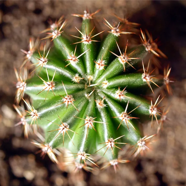 Kaktusz-kép — Stock Fotó