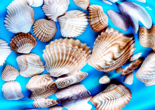 Underwater shells — Stock Photo, Image
