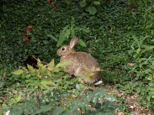 Hare picture — Stock Photo, Image
