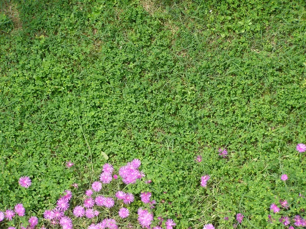 Gräsäng med blommor — Stockfoto