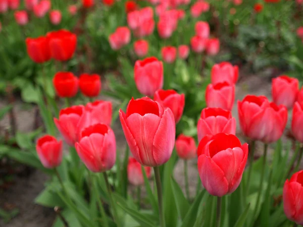 Tulipanes foto — Foto de Stock