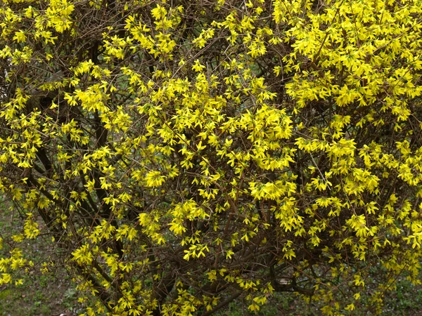Forsythia bloemen — Stockfoto
