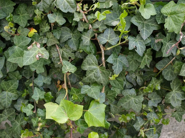 Ivy picture — Stock Photo, Image