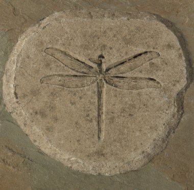 Dragonfly Fossil clipart