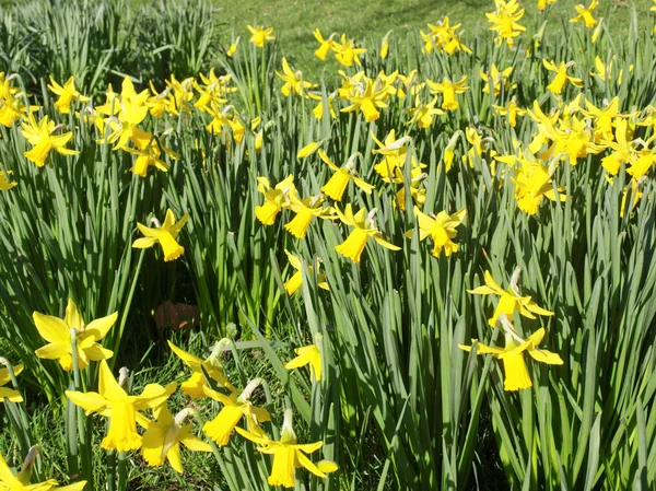 Daffodils imagem — Fotografia de Stock