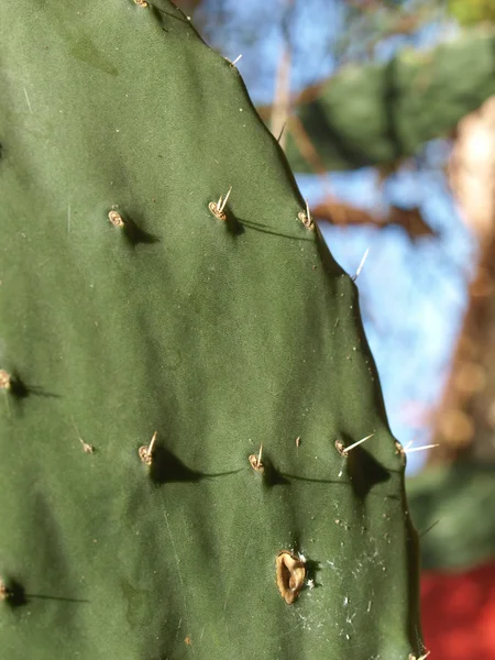 Kaktus bild — Stockfoto