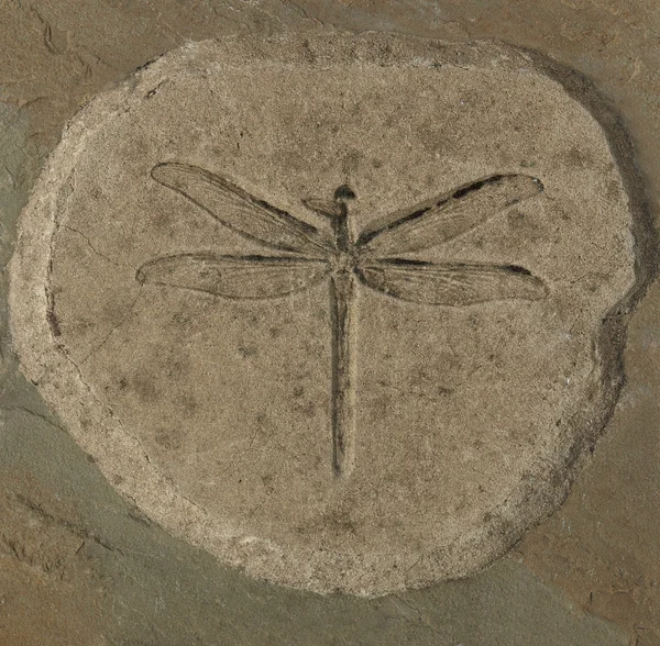 stock image Dragonfly Fossil