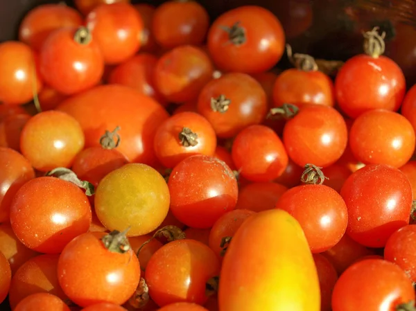 Tomates photo — Photo