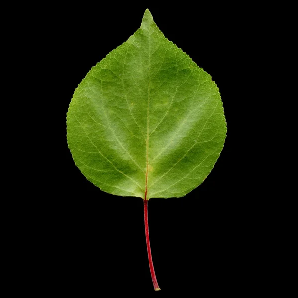 Абрикосовый лист — стоковое фото