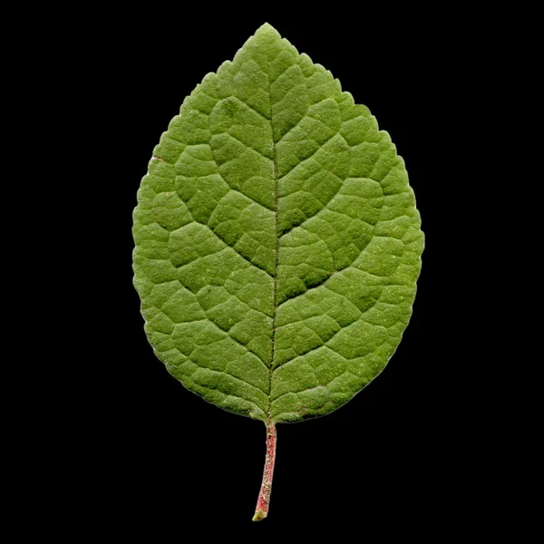 Leaf Prune — Stock Fotó