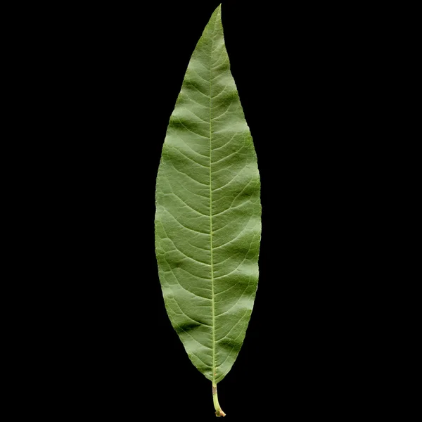 Персиковый лист — стоковое фото
