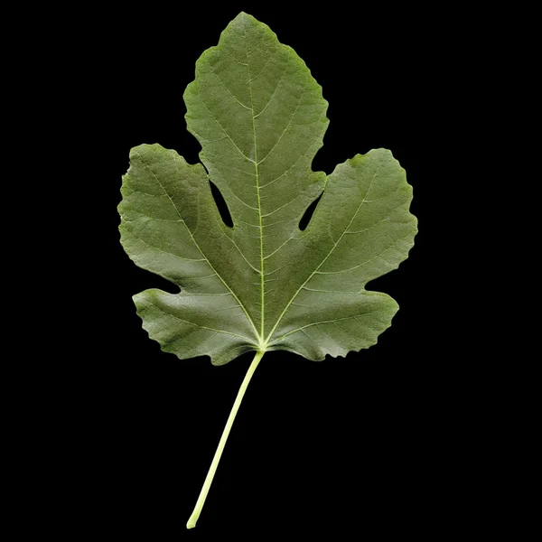 Фіговий листок — стокове фото