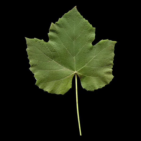 Vitis leaf — Stock Photo, Image