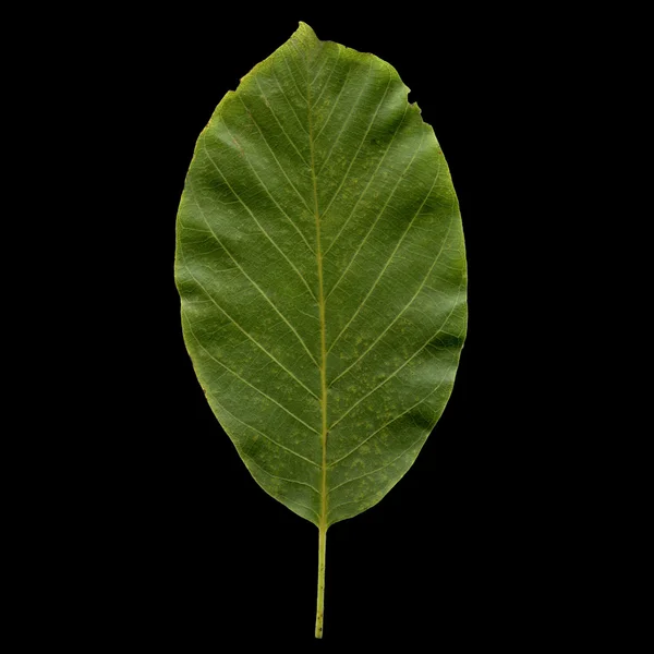 Ceviz yaprağı — Stok fotoğraf