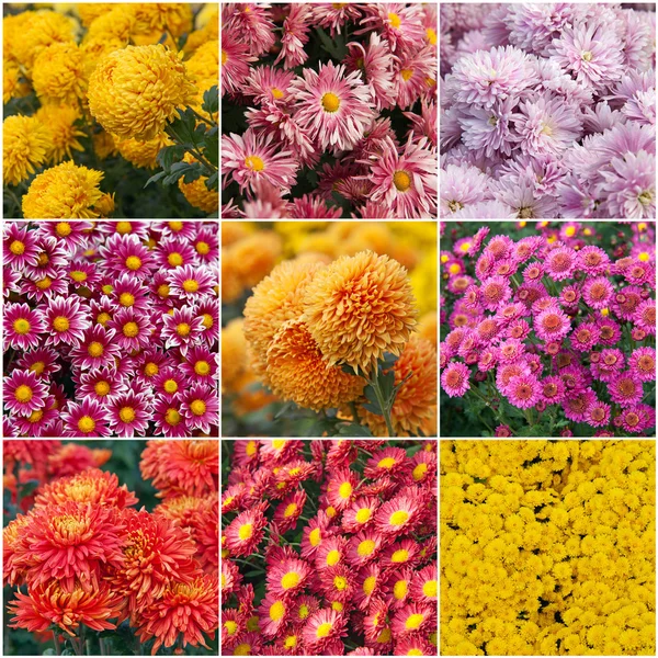 stock image Collection of different species of chrysanthemums