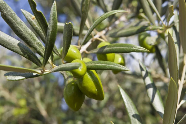 Оливки в ветвях — стоковое фото