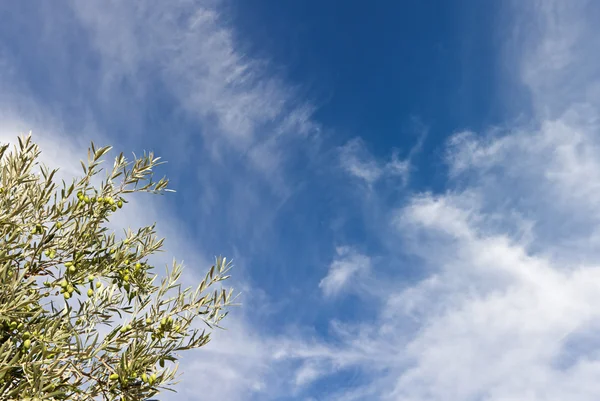 올리브 나무와 하늘 — 스톡 사진