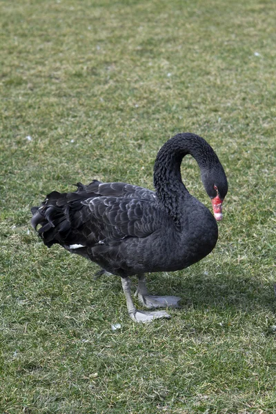 Černá labuť — Stock fotografie