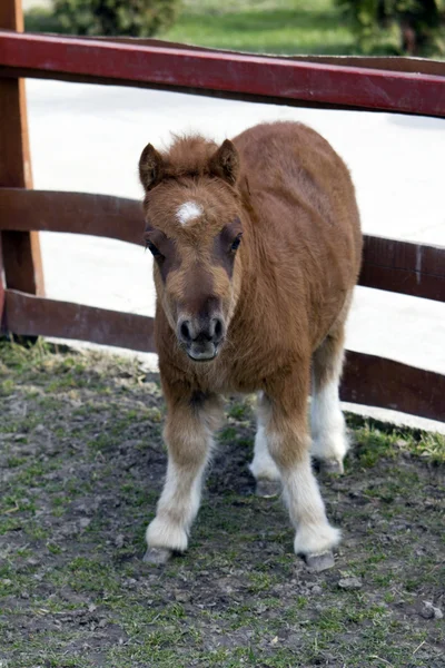 Baby pony — Stock Photo, Image