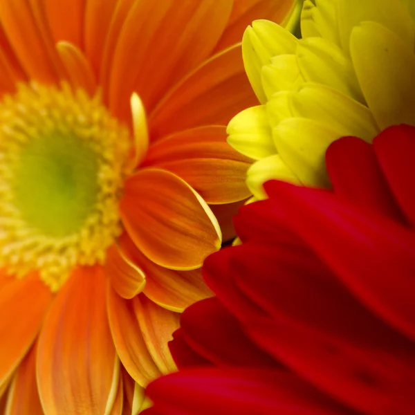 stock image Gerbera flowers