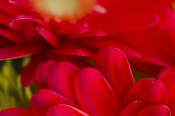 stock image Gerbera flowers