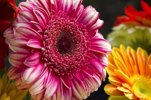 Gerbera kwiaty — Zdjęcie stockowe