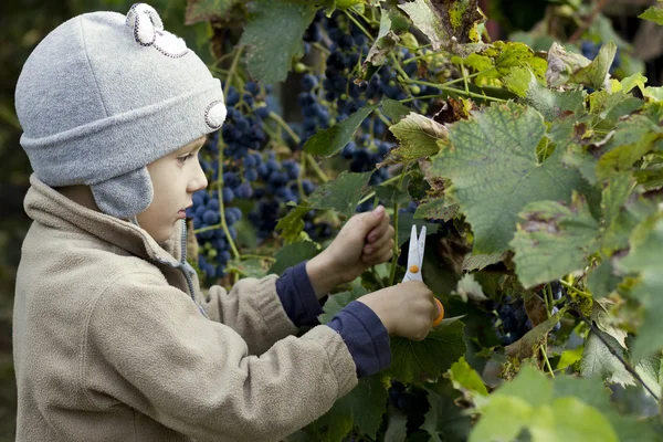 Rapaz que colhe a uva — Fotografia de Stock