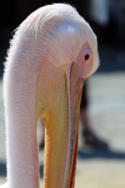 Pelican desde Mykonos, Greece —  Fotos de Stock