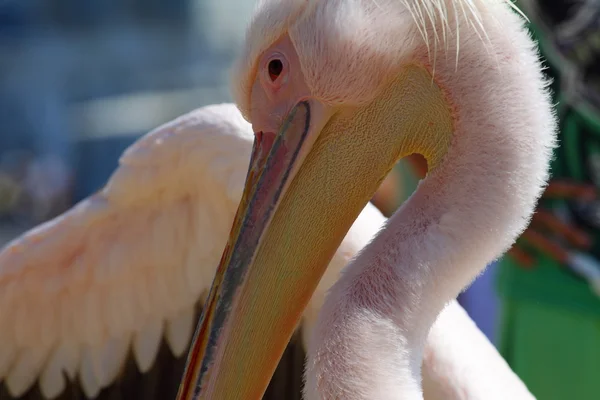 Pelican from Mykonos, Greece — Stock Photo, Image