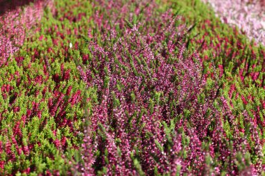 yeşil çayır üzerinde Heather çiçek çiçeklenme