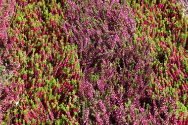 yeşil çayır üzerinde Heather çiçek çiçeklenme