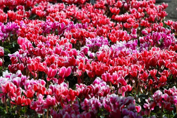 背景の赤とピンクのシクラメンの花 — ストック写真